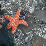 Tide Pools, Half Moon Bay, California, 2/2009