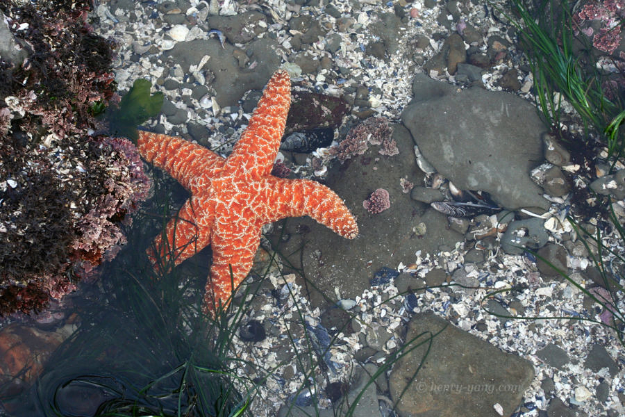 Tide Pools, Half Moon Bay, California, 2/2009