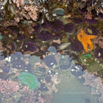 Tide Pools, Half Moon Bay, California, 2/2009