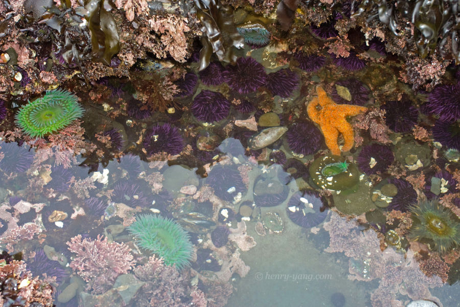 Tide Pools, Half Moon Bay, California, 2/2009
