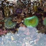 Tide Pools, Half Moon Bay, California, 2/2009