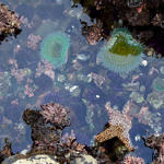 Tide Pools, Half Moon Bay, California, 2/2009