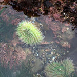 Tide Pools, Half Moon Bay, California, 2/2009