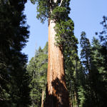 General Grant Tree, Kings Canyon National Park, California, 5/2007