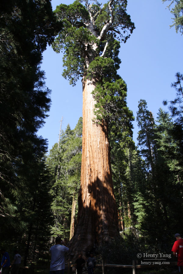 General Grant Tree, Kings Canyon National Park, California, 5/2007