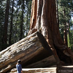 Kings Canyon National Park, California, 5/2007