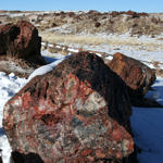 Petrified Trees, Petrified Forest National Park, Arizona, 2/2008