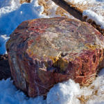 Petrified Trees, Petrified Forest National Park, Arizona, 2/2008