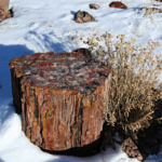 Petrified Trees, Petrified Forest National Park, Arizona, 2/2008