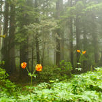 Along US 101, Redwood National and State Parks, California, 7/2006