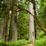 Newton B. Drury Scenic Parkway Big Tree Wayside, Redwood National and State Parks, California, 7/2006