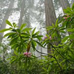 Lady Bird Johnson Grove, Redwood National and State Parks, California, 7/2006