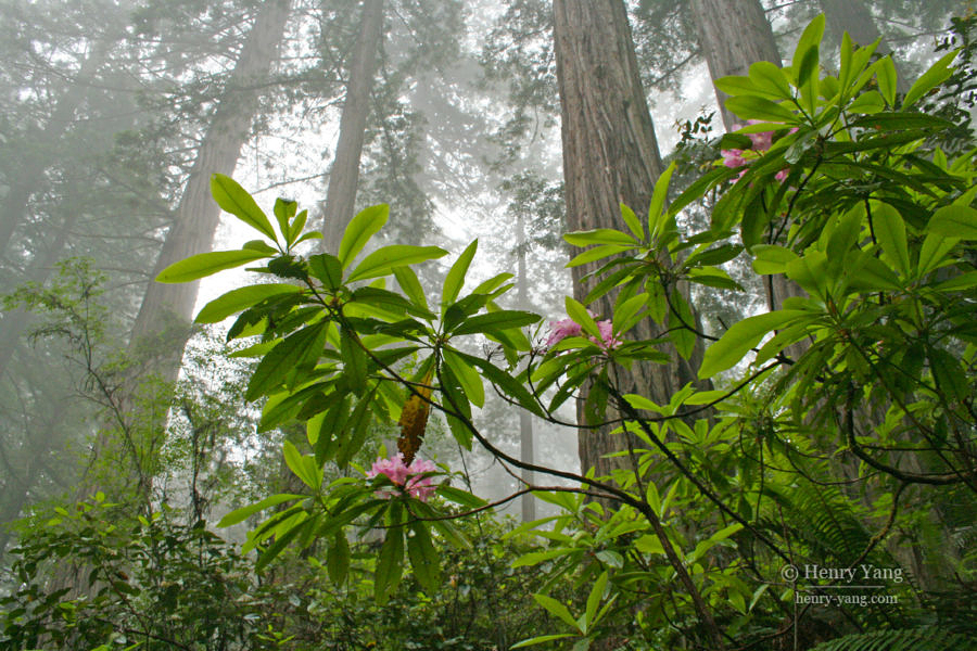 Lady Bird Johnson Grove, Redwood National and State Parks, California, 7/2006
