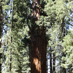 General Sherman Tree - Largest Living Thing on the Planet, Sequoia National Park, California, 5/2007