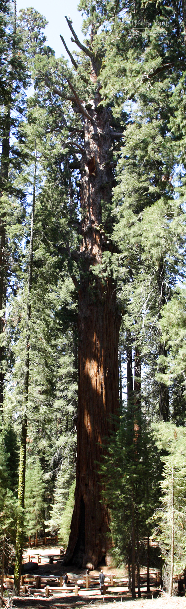 General Sherman Tree - Largest Living Thing on the Planet, Sequoia National Park, California, 5/2007