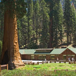 Sequoia National Park, California, 5/2007