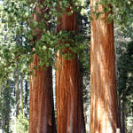 Sequoia National Park, California, 5/2007