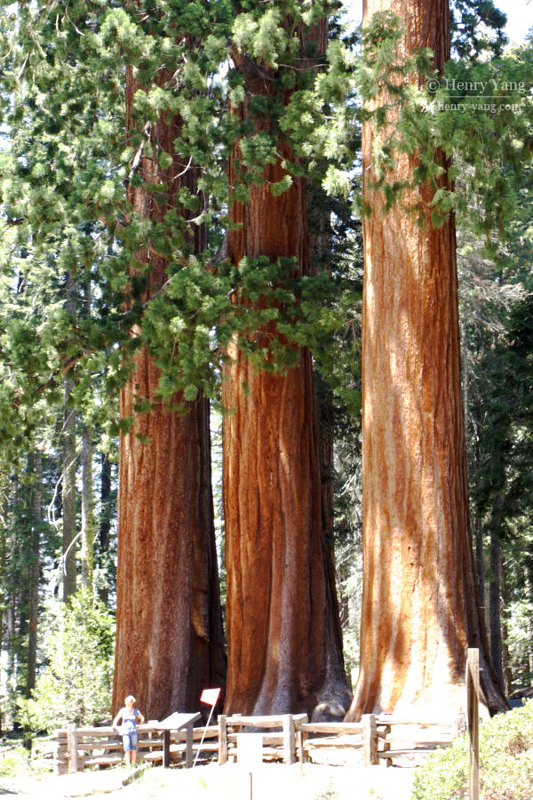 Sequoia National Park, California, 5/2007