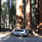 Sequoia National Park, California, 5/2007