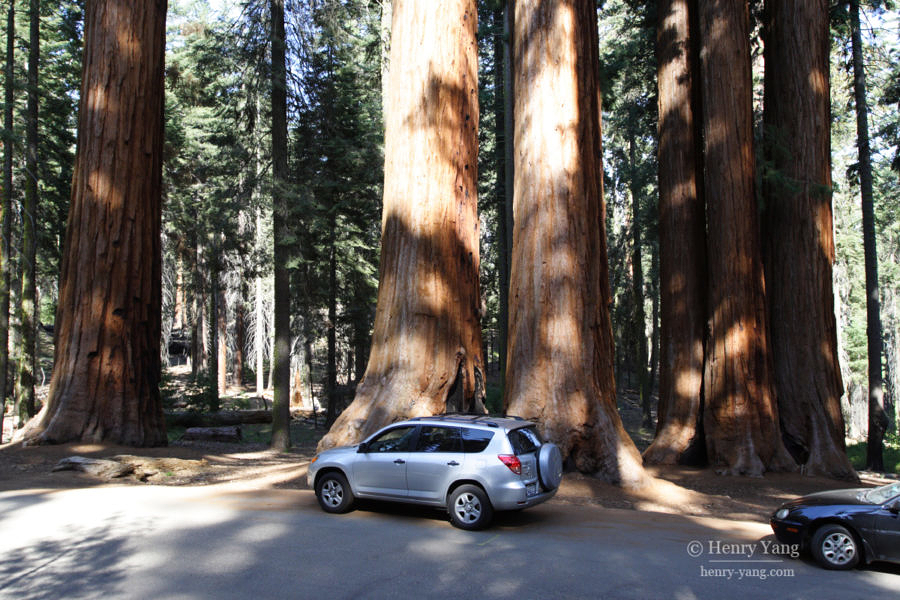Sequoia National Park, California, 5/2007