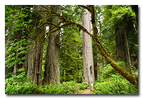 blog-0607-redwood-national-park.png