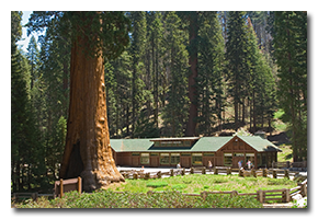 blog-0705-sequoia.png