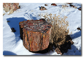 blog-0802-petrified-forest.png
