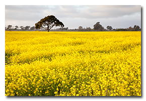 blog-1303-fremont-flowers.png