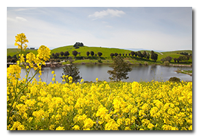 blog-1703-ed-levin-wildflowers.png