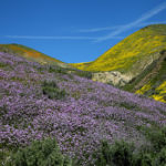 Wildflowers, Carrizo Plain National Monument, California, 4/2017