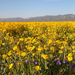 Wildflowers, Carrizo Plain National Monument, California, 4/2017
