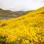 Wildflowers, Carrizo Plain National Monument, California, 4/2017