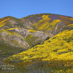 Wildflowers, Carrizo Plain National Monument, California, 4/2017