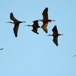 1st Record. White-faced Ibis, Woodbridge Ecological Reserve, Lodi, California, 12/2008