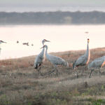 Sandhill Crane, Woodbridge Ecological Reserve, Lodi, California, 1/2009