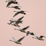Tundra Swan, Woodbridge Ecological Reserve, Lodi, California, 1/2009