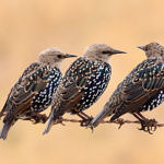 European Starling, Alviso, San Jose, California, 3/2009