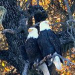 Bald Eagle, Lake San Antonio, California, 1/2009