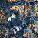Bald Eagle, Lake San Antonio, California, 1/2009