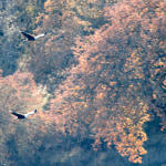 Bald Eagle, Lake San Antonio, California, 1/2009