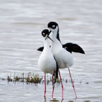 Black-necked Stilt, Don Edwards San Francisco Bay National Wildlife Refuge, California, 3/2009