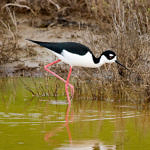 Black-necked Stilt, Don Edwards San Francisco Bay National Wildlife Refuge, California, 3/2009