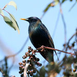 1st Record. European Starling, Ed Levin County Park, Milpitas, California, 3/2009