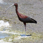 White-faced Ibis, Don Edwards San Francisco Bay National Wildlife Refuge, California, 6/2010
