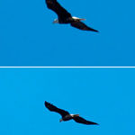 Bald Eagle, 1st Record. Start of Birding Era. Merced National Wildlife Refuge, CA, 12/2008