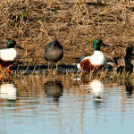 Northern Shoveler, 1st Record, Merced National Wildlife Refuge, California, 12/2008