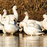 Ross's Goose, 1st Record, Merced National Wildlife Refuge, California, 12/2008