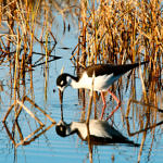 Black-necked Stilt, 1st Record, Merced National Wildlife Refuge, California, 12/2008