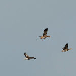 1st Record. Greater White-fronted Goose, Woodbridge Ecological Reserve, Lodi, California, 12/2008