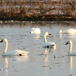 1st Record. Tundra Swan, Woodbridge Ecological Reserve, Lodi, California, 12/2008